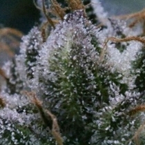 Tuna God (BC Bud Depot Seeds) Cannabis Seeds