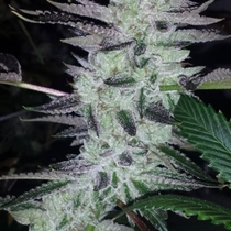 Delinquent OG (BC Bud Depot Seeds) Cannabis Seeds