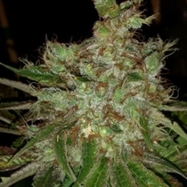Garlic Cheese (BC Bud Depot Seeds) Cannabis Seeds