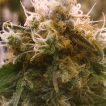 Honey OG (BC Bud Depot Seeds) Cannabis Seeds