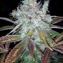Super Lemon Jack (BC Bud Depot Seeds) Cannabis Seeds