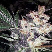 Super Wild Berry (BC Bud Depot Seeds) Cannabis Seeds