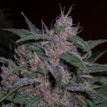 BC Original Blueberry (BC Bud Depot Seeds) Cannabis Seeds