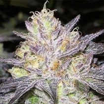 The Cake (BC Bud Depot Seeds) Cannabis Seeds