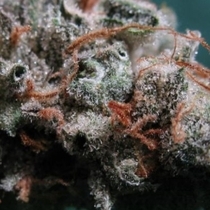 Sweet God (BC Bud Depot Seeds) Cannabis Seeds