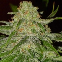 Cinderella 99 (BC Bud Depot Seeds) Cannabis Seeds