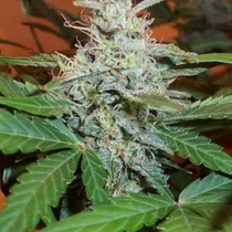 Lowryder #2 Auto (BC Bud Depot Seeds) Cannabis Seeds