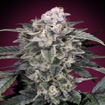 Slurricane Feminised (Discreet Seeds) Cannabis Seeds