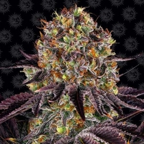 Runtz x Layer Cake Feminised (Barneys Farm Seeds) Cannabis Seeds