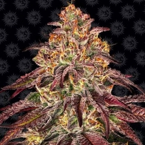 Mimosa x Orange Punch Auto (Barneys Farm Seeds) Cannabis Seeds