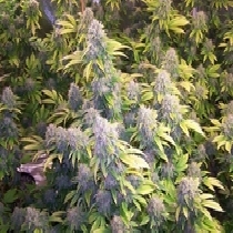 Bruce Banner feminised (Discreet Seeds) Cannabis Seeds