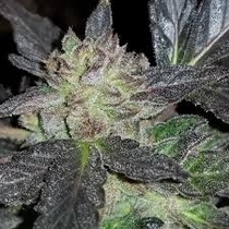 Runtz feminised (Discreet Seeds) Cannabis Seeds