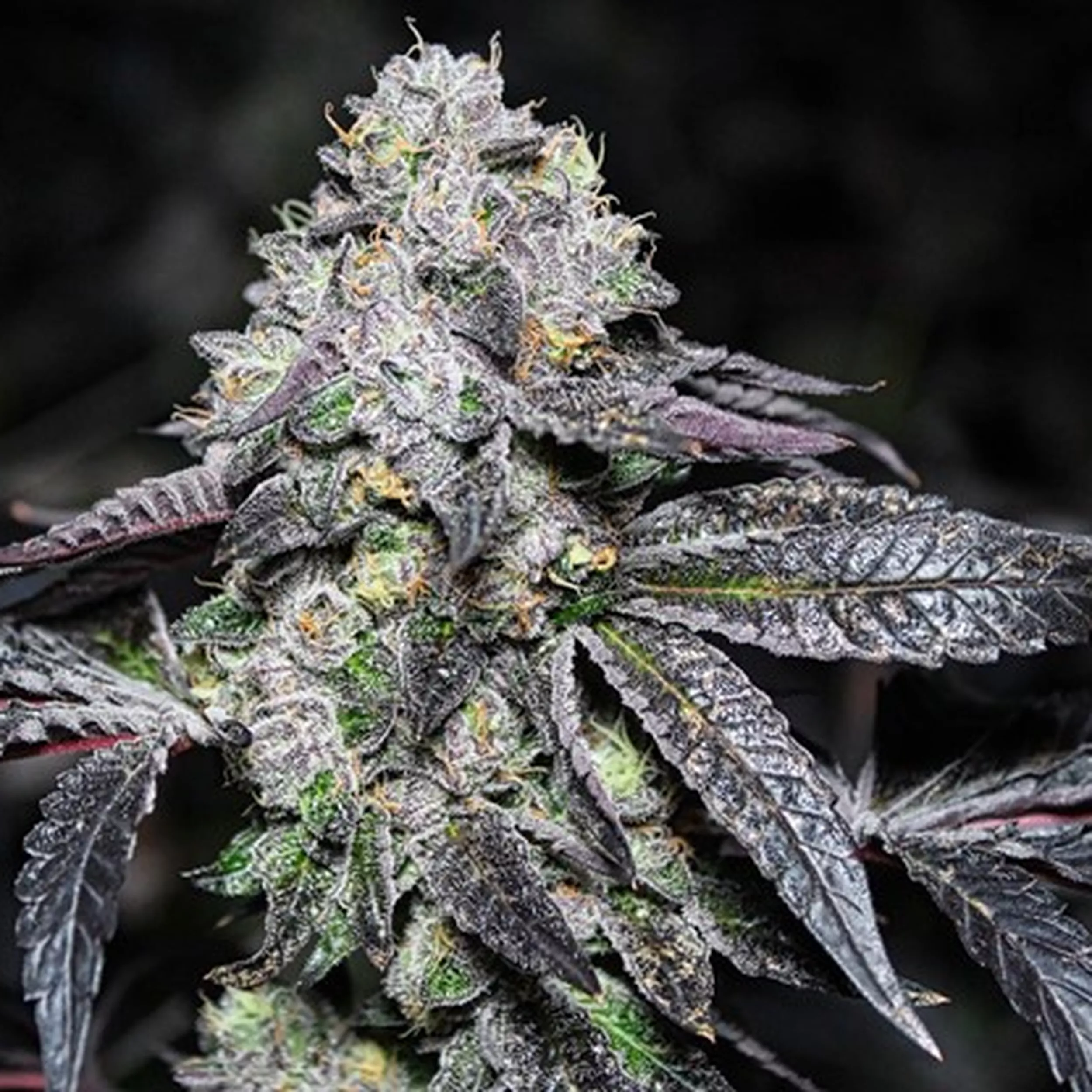 Sherbet feminised (Discreet Seeds) Cannabis Seeds