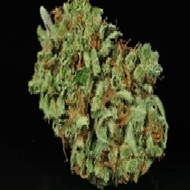 Green Crack Feminised (Discreet Seeds) Cannabis Seeds