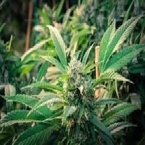 Cherry Pie Feminised (Discreet Seeds) Cannabis Seeds