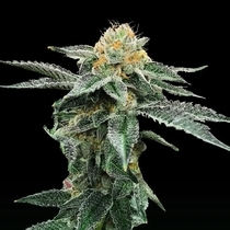 Kosher Cookies Feminised (DNA Genetics Seeds) Cannabis Seeds