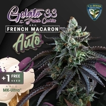 Auto French Macaron (TH Seeds) Cannabis Seeds