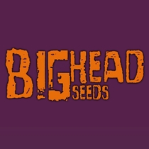 Trippy Pebbles feminised (Big Head Seeds) Cannabis Seeds
