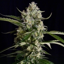 Seriosa Feminised (Serious Seeds) Cannabis Seeds