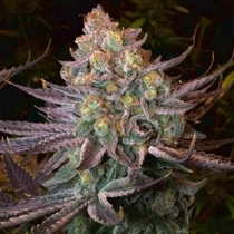 Seriotica Feminised (Serious Seeds) Cannabis Seeds