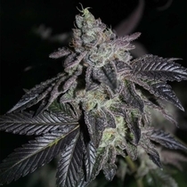 Apple Fritter x Jealousy Regular (Grounded Genetics) Cannabis Seeds