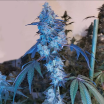 London Pound Mints x Jealousy Regular (Grounded Genetics) Cannabis Seeds