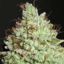 Pornstar Martini Feminised (Ultra Genetics Seeds) Cannabis Seeds