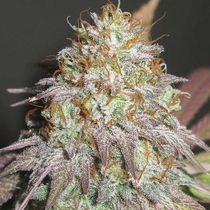 Aunt Jewmima Golden Syrup Regular (Ultra Genetics Seeds) Cannabis Seeds