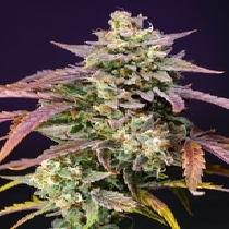 Purple Punch OG XL  (Sweet Seeds) Cannabis Seeds