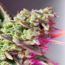 Sweet Mimosa XL Auto (Sweet Seeds) Cannabis Seeds