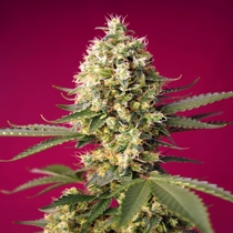 Skywalker OG Runtz XL Auto (Sweet Seeds) Cannabis Seeds