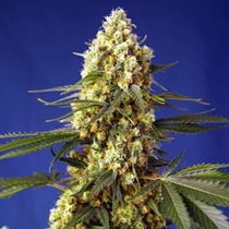Strawberry Banana Gelato XL Auto (Sweet Seeds) Cannabis Seeds