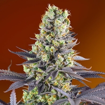 Sweet Zenzation XL Auto (Sweet Seeds) Cannabis Seeds