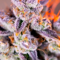 Tropicanna Poison XL Auto (Sweet Seeds) Cannabis Seeds