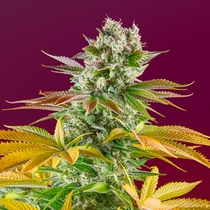 Gorilla Sherbet F1 Fast Version (Sweet Seeds) Cannabis Seeds