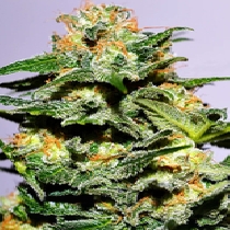 Cash Crop XL Autoflowering (Cream Of The Crop Seeds) Cannabis Seeds