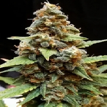 Gorilla Lemon Fire (Cream Of The Crop Seeds) Cannabis Seeds