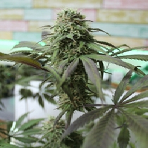 Yumboldt x Banana (Cream Of The Crop Seeds) Cannabis Seeds