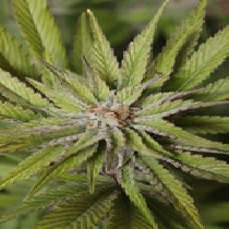 Super Wedding Haze (Cream Of The Crop Seeds) Cannabis Seeds