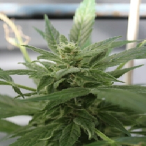 Bluetooth Auto (Cream Of The Crop Seeds) Cannabis Seeds