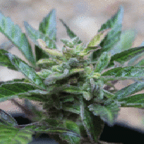Robocrop x Blueberry Auto (Cream Of The Crop Seeds) Cannabis Seeds