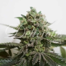 Delimed CBD Plus (Delicious Seeds) Cannabis Seeds