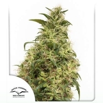 THC Victory (Dutch Passion Seeds) Cannabis Seeds