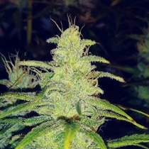 FEMINISED LINE Cherry Tonic's Web (Purple Caper Seeds) Cannabis Seeds