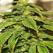 D'oh Si D'ohpe Feminised (Dr Krippling Seeds) Cannabis Seeds