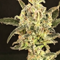 Dolly Kush Feminised (Dr Krippling Seeds) Cannabis Seeds
