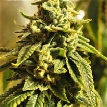 Glue Kripple Feminised (Dr Krippling Seeds) Cannabis Seeds