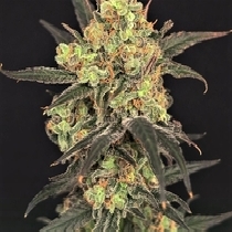Leisure Zoot Larry Feminised (Dr Krippling Seeds) Cannabis Seeds