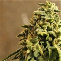 Sherbert Gorilla Feminised (Dr Krippling Seeds) Cannabis Seeds