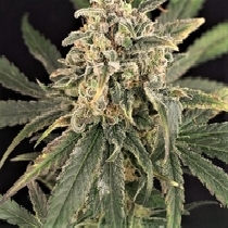 Sour Tang Kripple Feminised (Dr Krippling Seeds) Cannabis Seeds